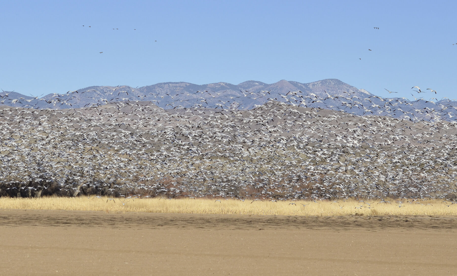SnowGeese1_RGB.jpg